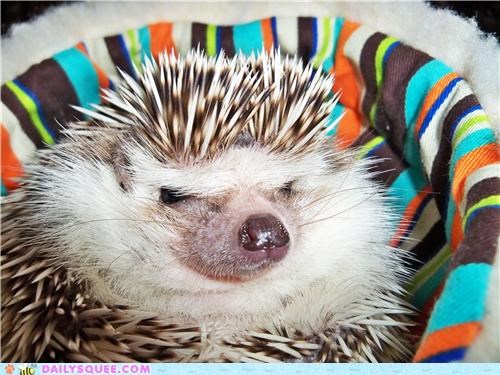 Hedgie is Not Amused