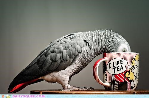 Acting Like Animals: You Heard the Mug