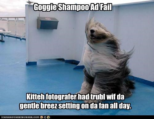 Goggie Shampoo Ad Fail