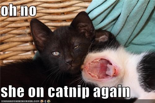 oh no  she on catnip again
