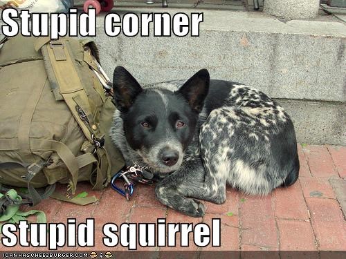 Stupid corner  stupid squirrel