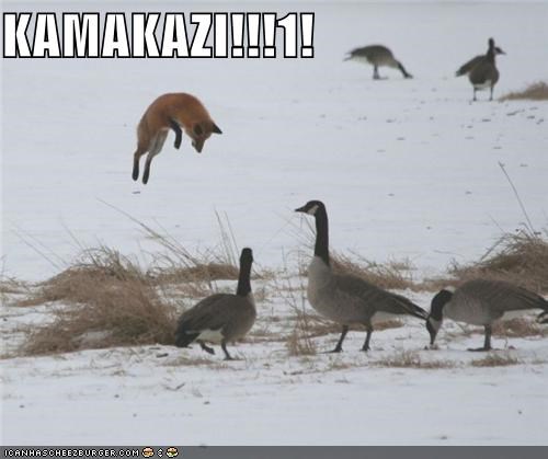 KAMAKAZI!!!1!