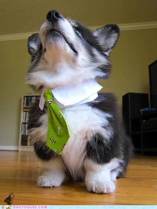 How to Dress Well: Advice From Professional Puppies