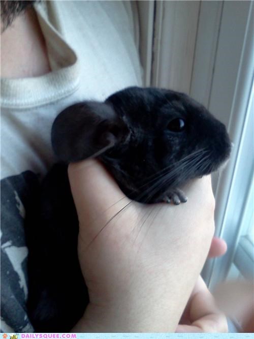 Pensive Chinchilla