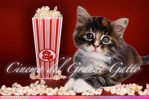 Cinema del Grande Gatto
