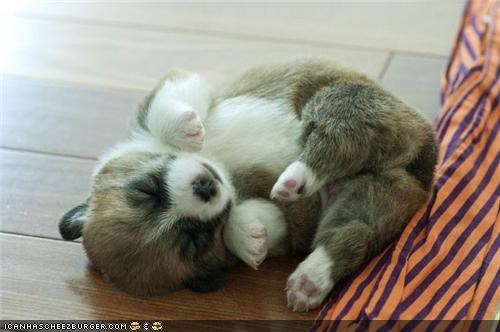 Cyoot Puppeh ob teh Day: Flip Me Before I Burn