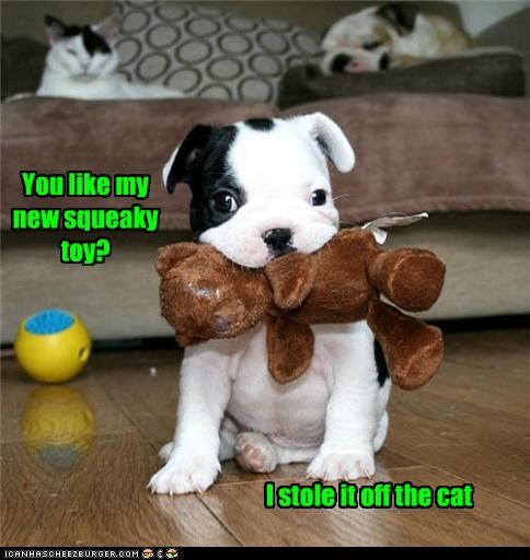 Poor decision, puppeh... retribution in 3...2...1...