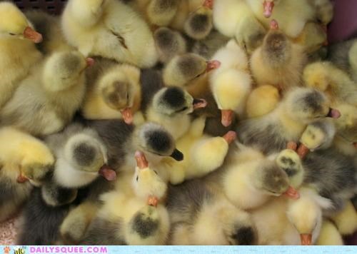 A Dance Floor Full of Chicks