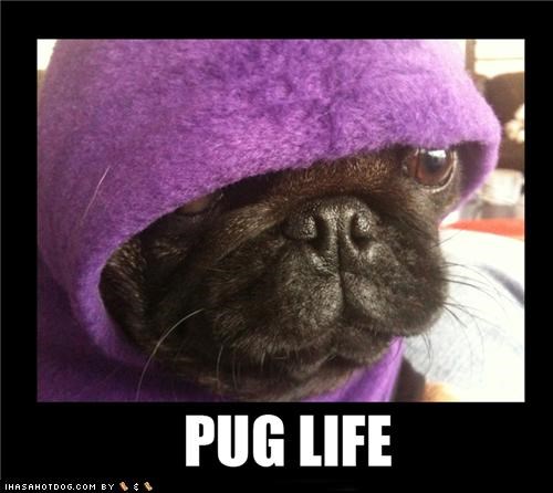 PUG LIFE