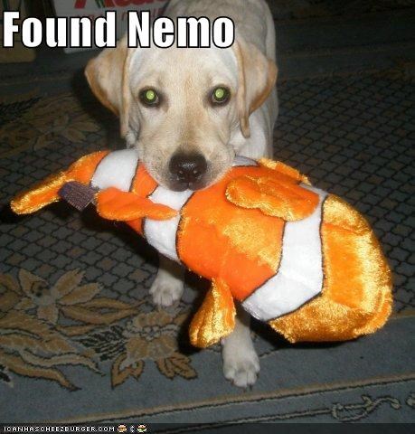 Found Nemo
