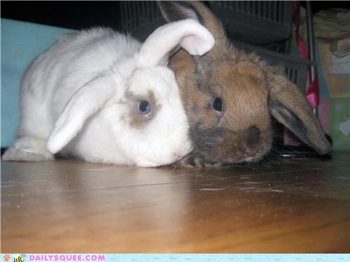 CuddleBunnies!