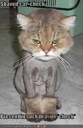 Shaved cat *check*  Present in sock drawer *check*