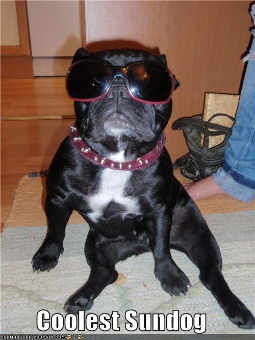 Coolest Sundog