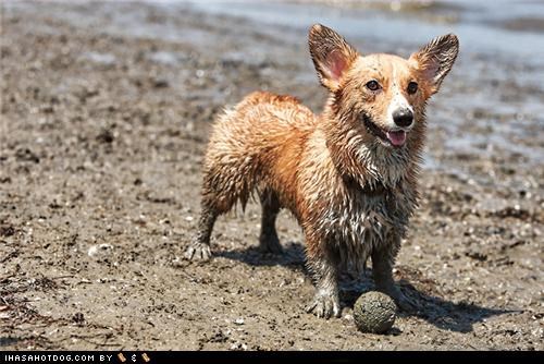 Goggie ob teh Week: Dirty Dirty Happee Corgi!