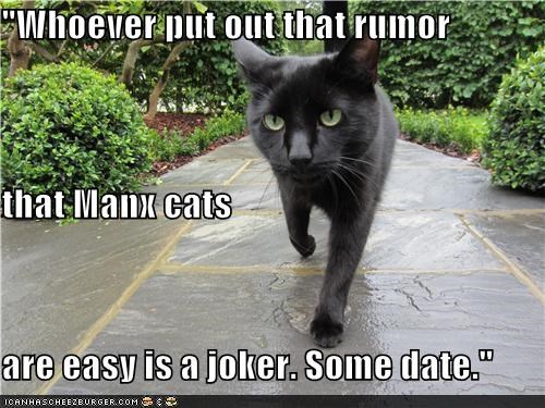 "Whoever put out that rumor that Manx cats are easy is a joker. Some date."