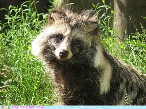 Squee Spree: Head-Tilted Tanuki