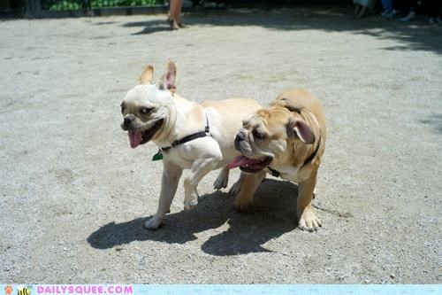 Happy Goggie Play Time Fun!