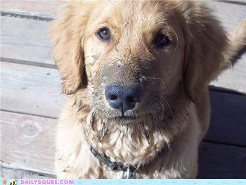 Muddy Pup