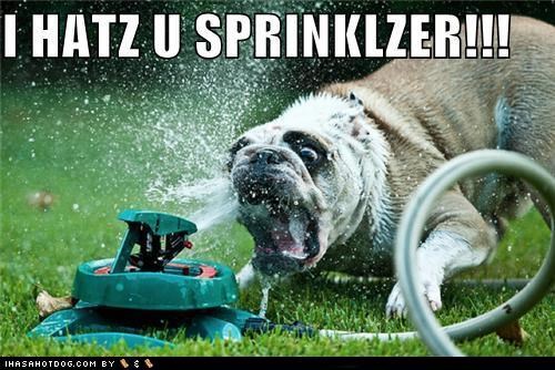 Sprinklerz Derp You Too, Derp!