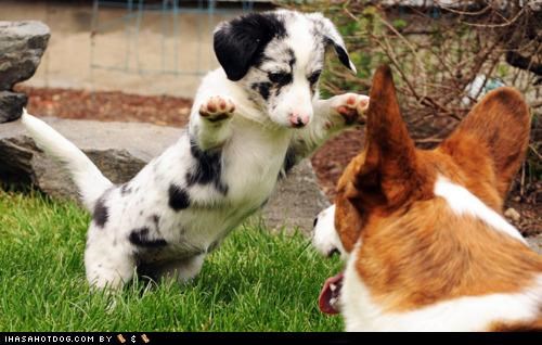 Goggie ob teh Week: Iz a Giant Great Dane!