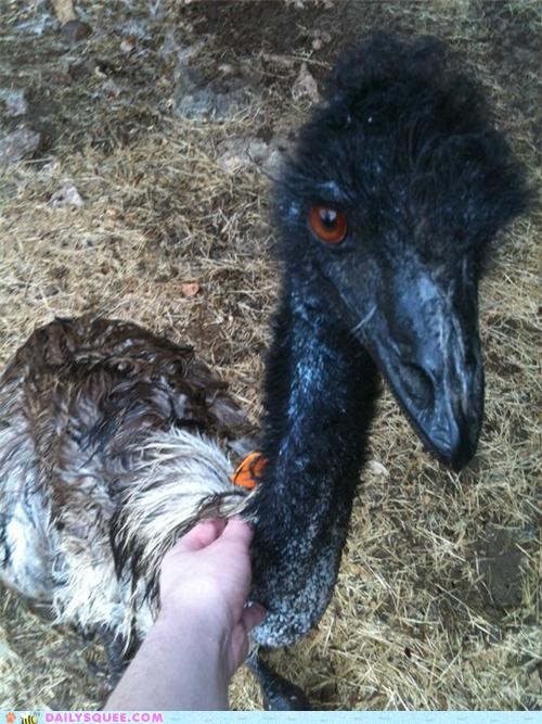 Emu Bathtime