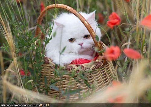 Cyoot Kitteh of teh Day: Basketful of Joy