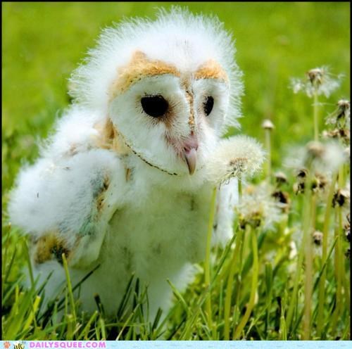 Downy and Adorable