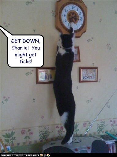 GET DOWN, Charlie!  You might get ticks!