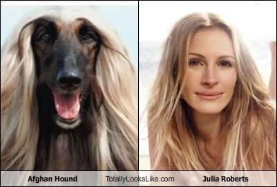 Afghan Hound Totally Looks Like Julia Roberts