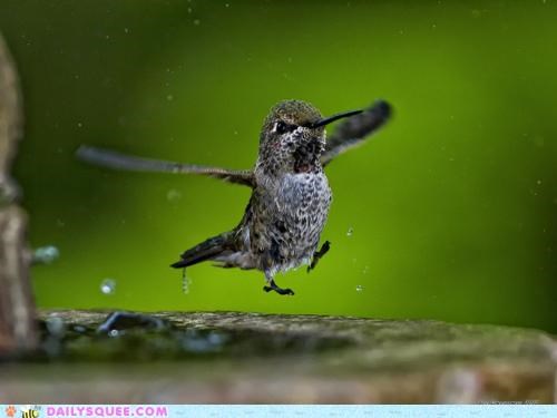 Acting Like Animals: A Hop, Skip And a Hum!