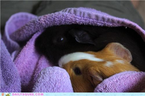 Piggy Burrito