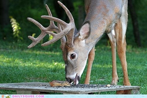 Acting Like Animals: Frankly, My Deer...