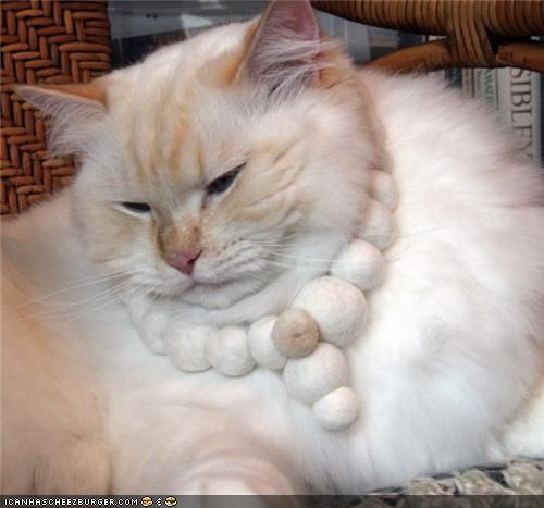 POLL: Kitteh Hair Jewelry