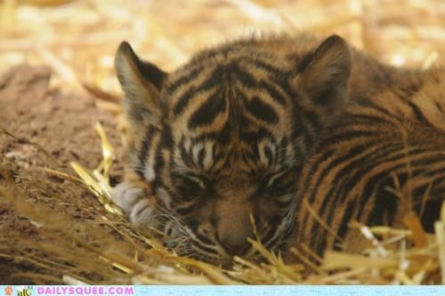 Tiny Tiger, Big Dreams