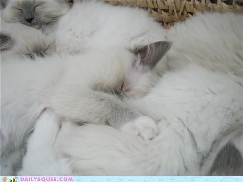 Sleeping Ragdolls