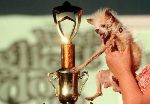 World's Ugliest Dog of the Day