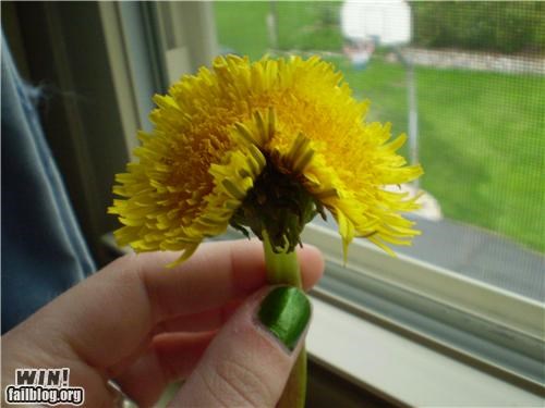 Double Dandelion WIN
