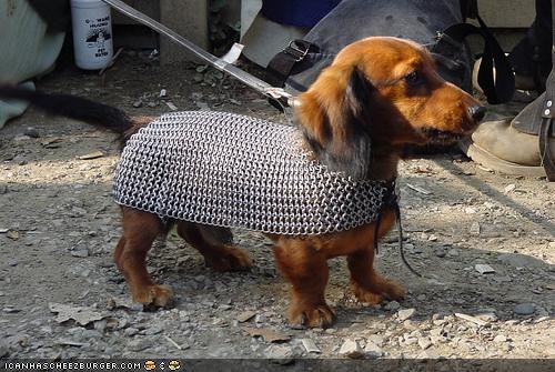 Cyoot Puppeh ob teh Day: Sir Gallahad of Puppsville