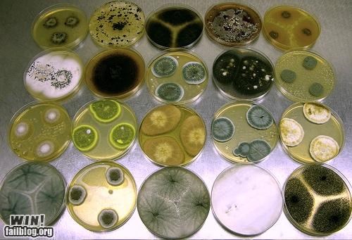 Bacterial Patterns WIN