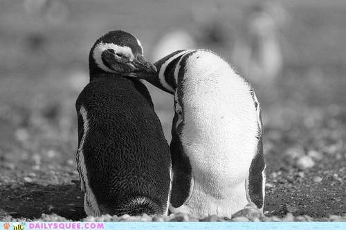 The Best Way to Ruffle Feathers