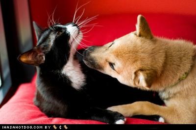 Kittehs R Owr Friends: Ai Lubs Ur Perfyoom