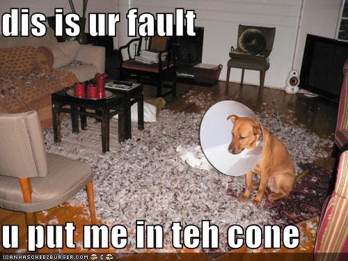 dis is ur fault  u put me in teh cone