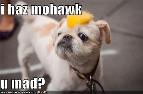 I haz mohawk