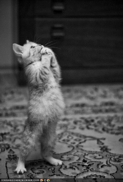 Cyoot Kitteh of teh Day: O, Pweez, Ceiling Cat?!  Pweez, Pweez, Pweez?!?!?!
