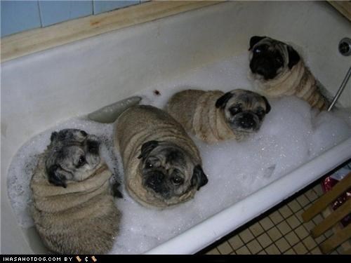 Porky Pug Bath Club Est. 2007