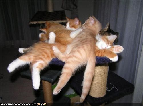 Cyoot Kittehs of teh Day: Cat Pile!!!!!1