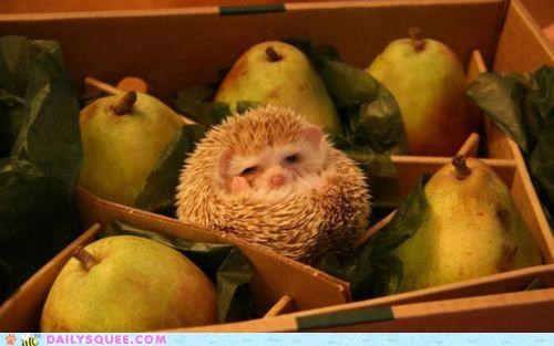 A Different Kind of Prickly Pear