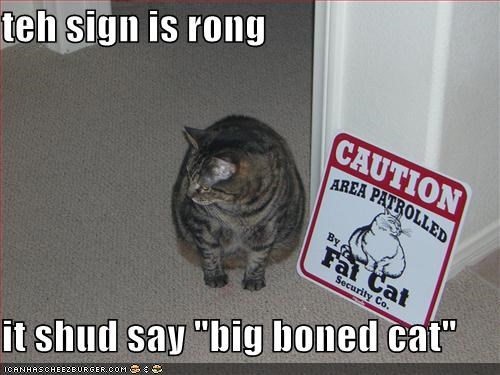 teh sign is rong  it shud say "big boned cat"