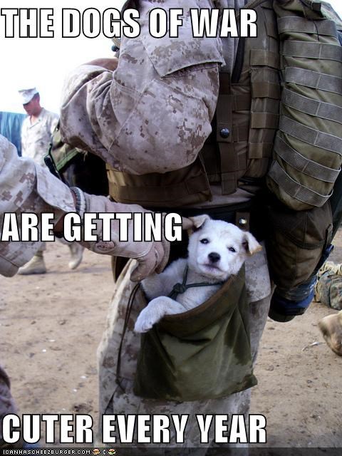 THE DOGS OF WAR ARE GETTING CUTER EVERY YEAR