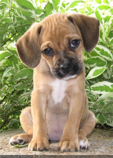 Cyoot Puppeh ob teh Day: Just Try to Say No to Me.